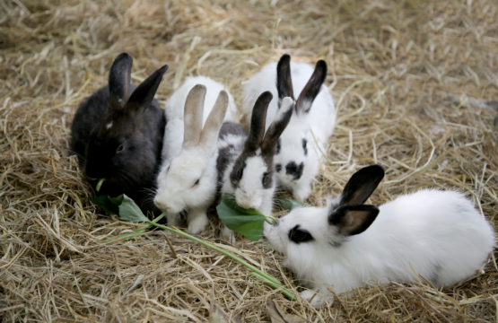 6 Petting Zoos in Klang Valley for a Fun Day Out with Your Kids