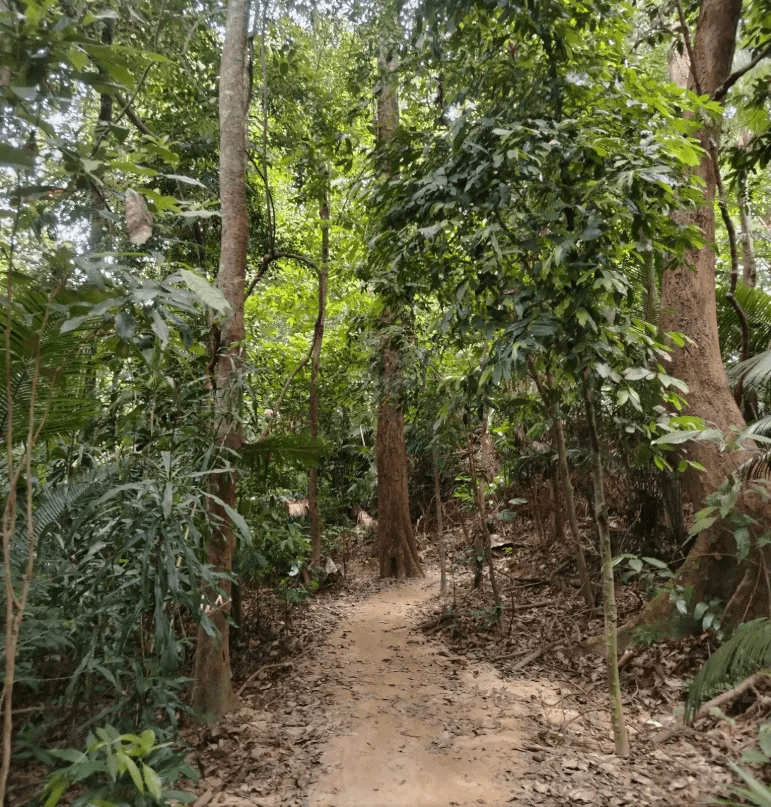 Gunung Datuk - Image 10