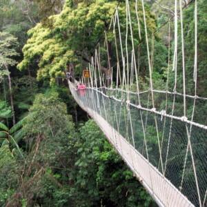KLIA to Taman Negara (Kuala Tahan) - Rainforest Link (Van) TOP