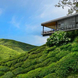 Cameron Highlands Tea Trail and Strawberry Farm (HOT)