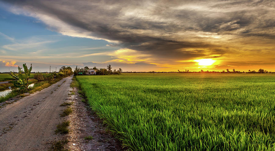 Sekinchan Paddy Fields and Sky Mirror Day Tour (TRENDY)